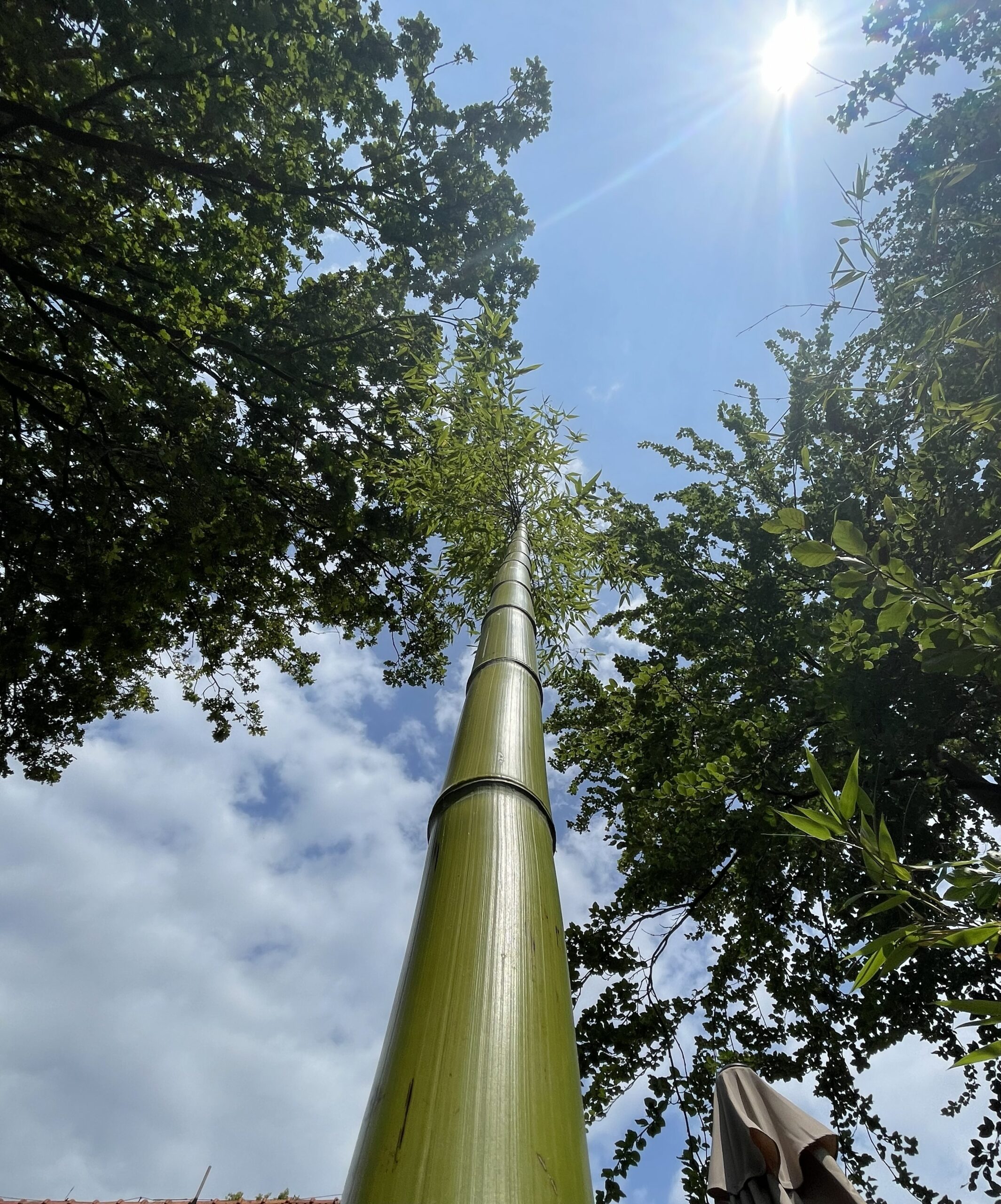 Phyllostachys Prominens culm rising into oak canopy under midday sun, Winterswijk, Netherlands