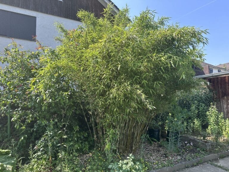 A New Era for European Bamboo: The European Bamboo Foundation Takes Root