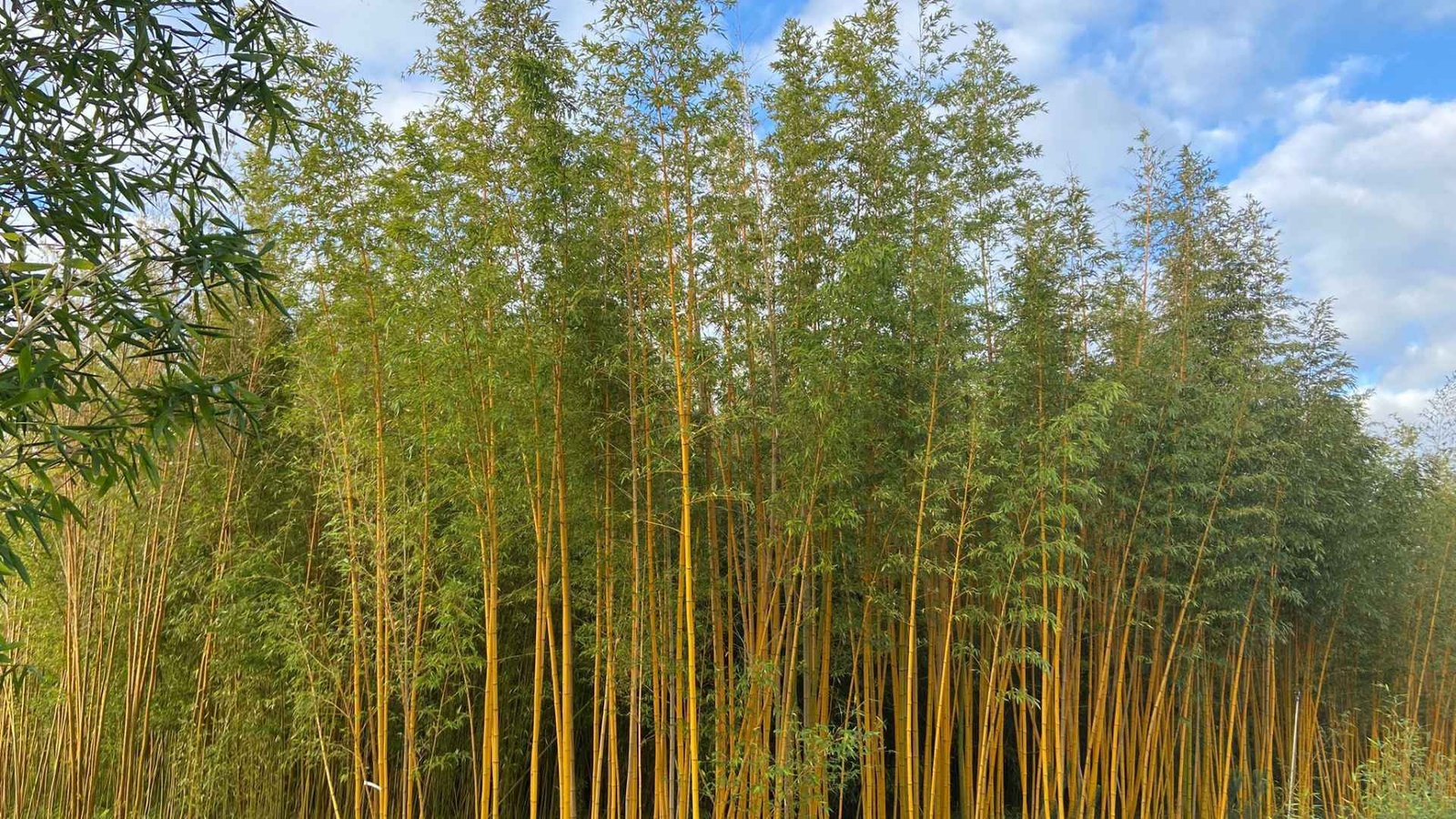 Bamboo Farming in Europe Portugal