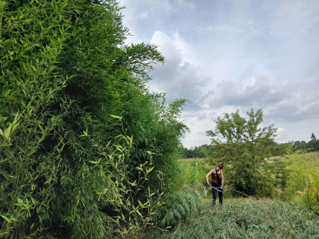 Charlotte Dubois harvests bamboo